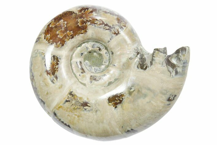 Polished Ammonite (Eotetragonites?) Fossil - Madagascar #349853